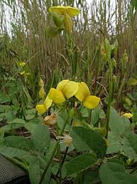 Image result for Vigna luteola