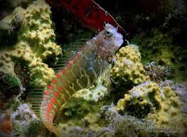 Aquarium Depot Saltwater Fish Tanks Marine Fish Sea Fish