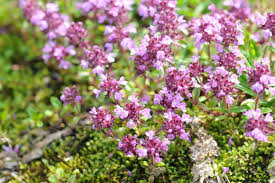 Manche Thymianarten Sind Begehbar Bodendecker Pflanzen Garten Pflanzen