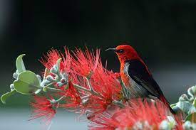 human and god nature pictures beautiful birds laptop wallpaper