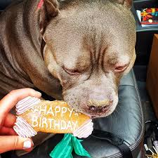 Geisha Girl (@geishagirl_yycbully) · Instagram photos and videos