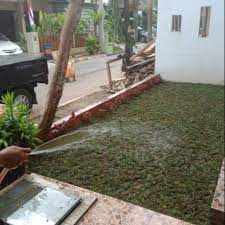 Selamat datang di channel kang taman, channel yg membahas seputar rumput dan tanaman. Rumput Gajah Mini Rumput Taman Rumput Gajah Mini Tukang Taman Rumput Gajah Mini Shopee Indonesia