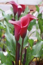 Red Alert Calla Lily Bulb Flowers Lily Plants Calla Lily Bulbs