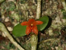 Image result for Stolzia