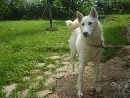 Image result for západosibiřská lajka