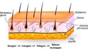 If you are worried about this, we recommend that you use hair removal creams instead while you are pregnant and return to waxing when nursing. Hair Removal During Pregnancy Safest And Best Methods Hair Free Life