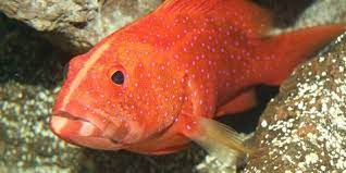 We did not find results for: 7 Jenis Ikan Kerapu Yang Bisa Dibudidayakan Kenali Ciri Fisiknya Kapanlagi Com