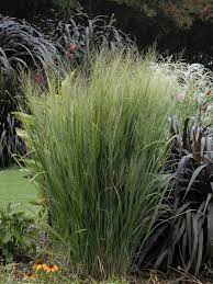 We did not find results for: 13 Terrific Tall Grasses Hgtv