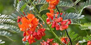 Maybe you would like to learn more about one of these? The Highly Invasive Red Sesbania Is Blazing A Trail In Florida