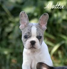 Black And Tan Merle Frenchie Merle French Bulldog Google Search Bulldog Puppies French Bulldog Puppies Bulldog