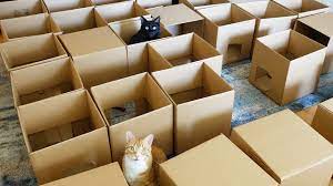 Cat in a cardboard box part 2. Ameow Zing 50 Box Cat Maze Cole And Marmalade Youtube