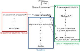 Glycolysis is the metabolic process by which glucose is broken down, while gluconeogenesis is the while the glycolytic pathway occurs in all cells, gluconeogenesis occurs almost exclusively in the liver. A Metabolic Shift To Glycolysis Promotes Zebrafish Tail Regeneration Through Tgf B Dependent Dedifferentiation Of Notochord Cells To Form The Blastema Biorxiv