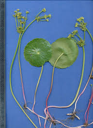 Image result for Hydrocotyle bonariensis