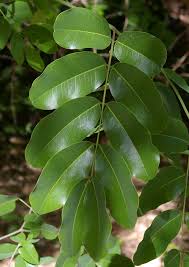 Image result for Afzelia