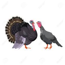 White turkeys come in a variety of different breeds including white holland, midget white, giant white, beltsville small white Turkey Pair Tom And Hen Male And Female Vector Illustration Royalty Free Cliparts Vectors And Stock Illustration Image 94686465