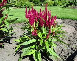 Celosia Argentea Flower Essence Best Flower Wallpaper