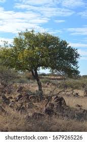 Image result for Pappea capensis