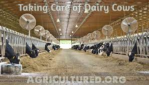 5 buy, build or repair any fences, water areas and buildings. Taking Care Of Dairy Cows