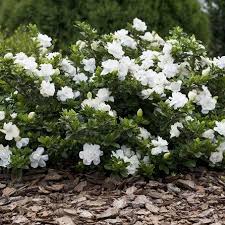 Gartendekoparadies.de pot à fleurs rond en pierre résistant au gel avec motif amphore rond. Gardenia Crown Jewel Arbustes A Feuillage Persistant Arbuste Fleur Blanche Arbustes De Jardin
