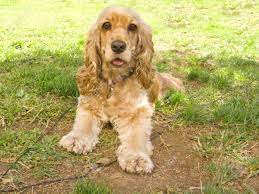American cocker spaniel, arizona » picacho Cute American Cocker Spaniel Welpen Mit Grossen Traurigen Augen Liegend Im Garten Lizenzfreie Fotos Bilder Und Stock Fotografie Image 11133948