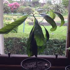 More images for how do you plant an avocado seed in water » How To Grow An Avocado Plant From Seed Dengarden