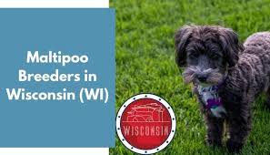 We do not allow fort wayne breeders, adoption centers, rescues or shelters to list malti poo maltipoos for free in fort wayne. 14 Maltipoo Breeders In Wisconsin Wi Maltipoo Puppies For Sale Animalfate