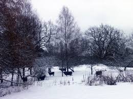 Denne gangen skulle vi ta kyststien fra svartskog mot grensen til ås kommune. Vinterkuer Pa Tur I Eplehagen Svartskog