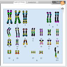 Karyotyping activity answer sheet gutscheinschatz. Karyotypes For Gizmo