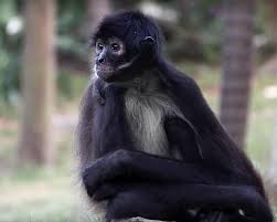 The lesser apes like gibbons don't have tails either and they give us a clue as to how not having a tail can be an advantage. Why Do Animals Have Tails And Humans Don T Some Interesting Facts