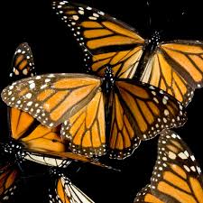 Monarch butterfly migration is the phenomenon, mainly across north america, where the subspecies danaus plexippus plexippus migrates each summer and autumn to and from overwintering sites on the west coast of california or mountainous sites in central mexico. Monarch Butterfly Facts And Photos