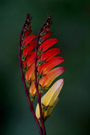 Image result for Mina lobata