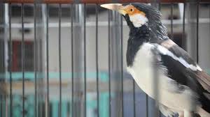 Suara burung flamboyan betina memanggil jantan. Burung Jalak Suren Betina Koleksi Burung Dan Ikan