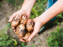 Maybe you would like to learn more about one of these? Potato Plant Varieties Learn About Early Mid And Late Season Potatoes