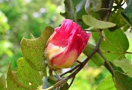 Image result for Thespesia garckeana