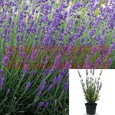 Image result for Lavandula angustifolia Vera
