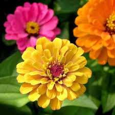 Quelles Fleurs Planter En Juin