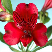 Due to extensive breeding, this lily comes in almost every major color. Nadya Alstromeria Flowers By Category Sierra Flower Finder Alstroemeria Alstroemeria Bouquet Flowers