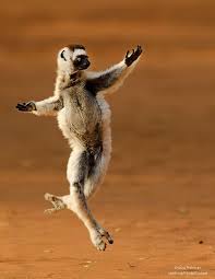 All These Animals Want To Do Is Dance 15 Photos Dancing Animals Animals Funny Animals