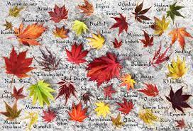Do you think your maple tree's health may be suffering? 2017 Zone 5b Color And Japanese Maple Leaf Comparison Plant Identification Leaf Identification Maple Bonsai
