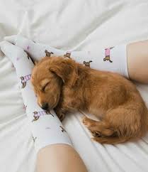Cute Dog Sleeping Cute Dogs Sleeping Dogs Funny Dachshund