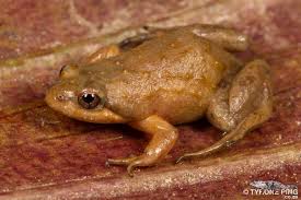 Image result for Micrococca capensis