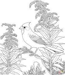 Birds coloring pages for kids. Pin On Coloring Pages To Print Birds