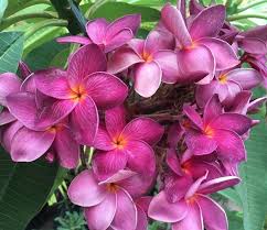 Muang Achan Purple Frangipani Dark Purple Flowers Plumeria Flowers Planting Flowers
