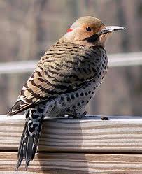 Northern Flicker Brown Bird With Red Spot On Back Of Head Northern Flicker C Fotobird1 Massachusetts March 2007 Https Www Flickr Com Photos Fotobird 1 Northern Flicker Flicker Birds
