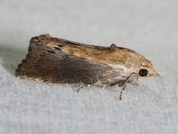 Celle qui faisait parler les montagnes. Lutter Contre La Fausse Teigne Asapistra