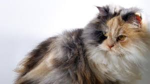 Harga kucing persia daftar harga terbaru april 2020. 9 Cara Merawat Kucing Anggora Yang Benar Bulunya Makin Menawan Hot Liputan6 Com