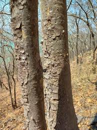 Image result for Brachystegia microphylla