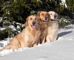 Image result for zlatý retrívr