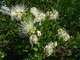 Image result for Capparis tomentosa