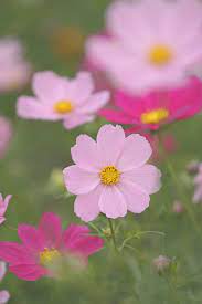 2013台北花卉博覽會012 flowers beautiful flowers daisy